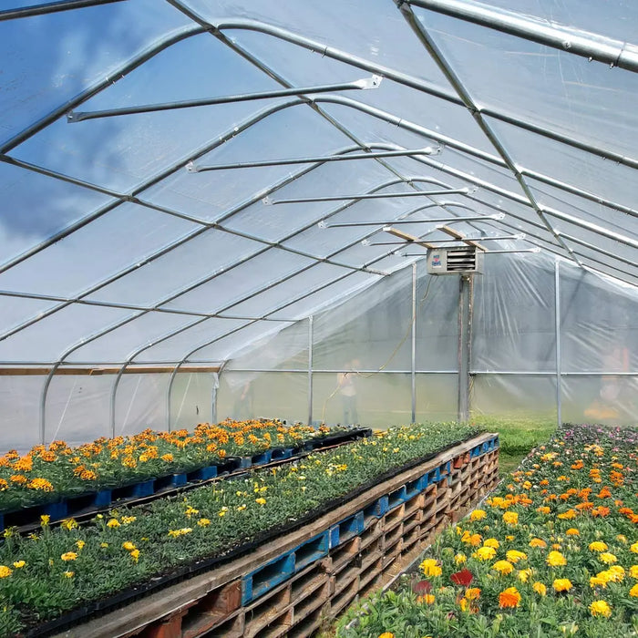 30' x 150' Commercial Tunnel Greenhouse with 6 Mil Clear Poly Covers and Roll-Up Sides TMG-GH30150 TMG Industrial